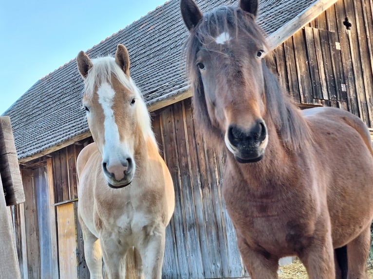 Hucul Mix Mare 2 years 13 hh Brown in Lichtenegg