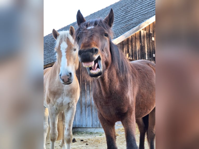 Hucul Mix Mare 2 years 13 hh Brown in Lichtenegg