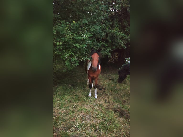 Hucul Mare 2 years 13 hh Tobiano-all-colors in Skrzyszów