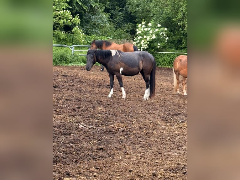 Hucul Mare 2 years 14.1 hh Pinto in Mescherin
