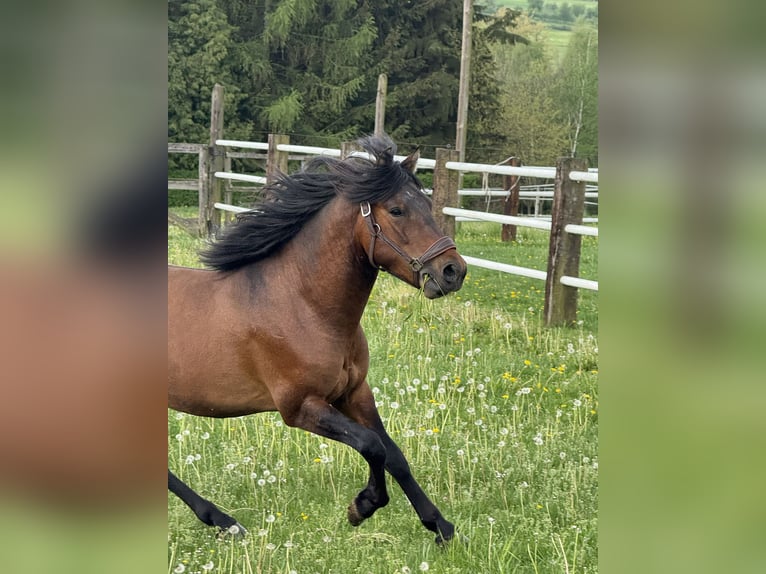 Hucul Mare 3 years 13.2 hh Brown in Porąbka Iwkowska
