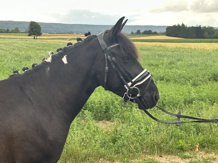 Hucul Mix Mare 3 years 13,2 hh Pinto in Riedlingen