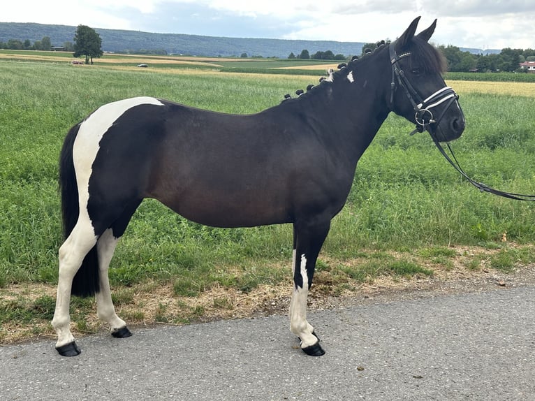 Hucul Mix Mare 3 years 13,2 hh Pinto in Riedlingen