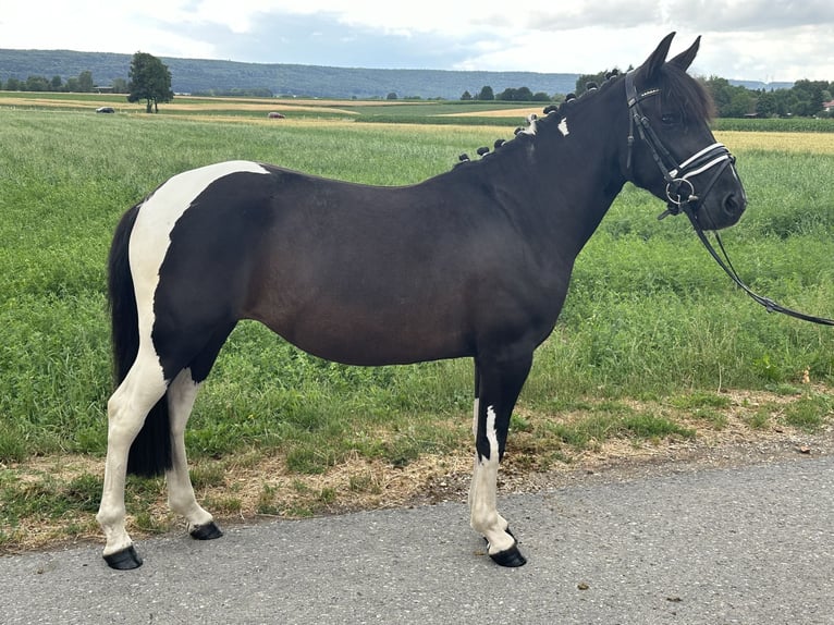 Hucul Mix Mare 3 years 13,2 hh Pinto in Riedlingen