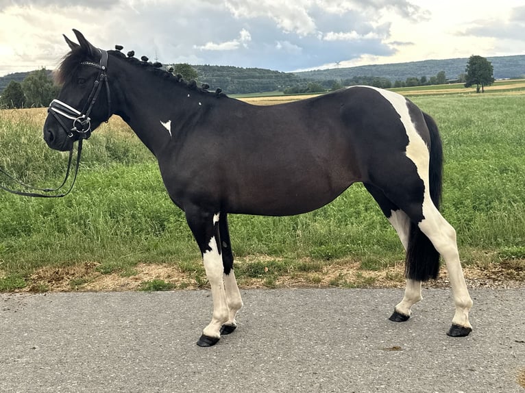 Hucul Mix Mare 3 years 13,2 hh Pinto in Riedlingen