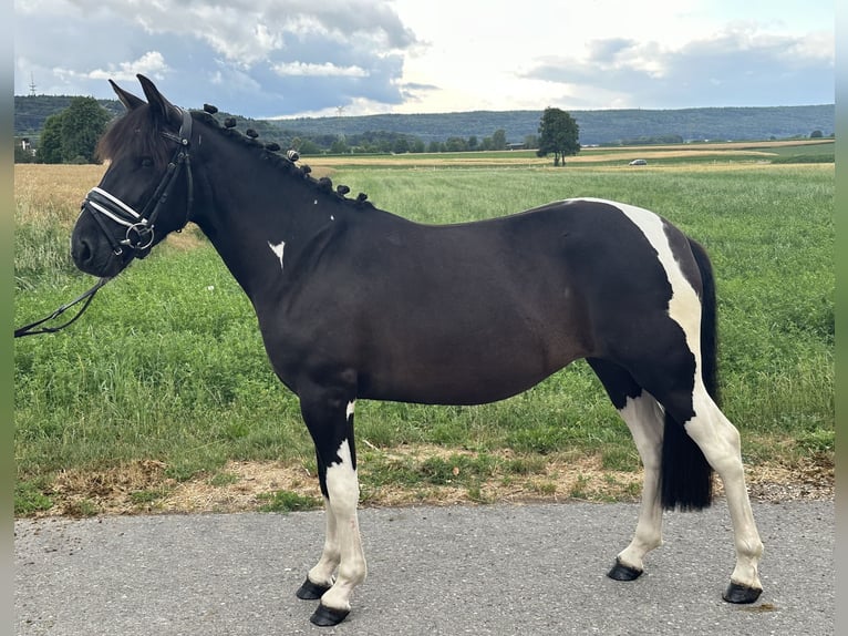 Hucul Mix Mare 3 years 13,2 hh Pinto in Riedlingen