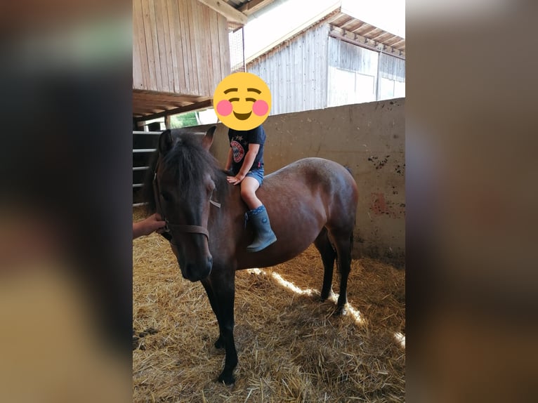 Hucul Mare 4 years 12,2 hh Brown in Bayerbach