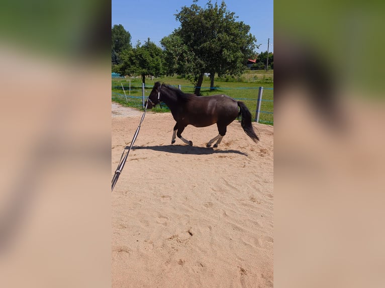 Hucul Mare 4 years 13 hh Pinto in Kamenz