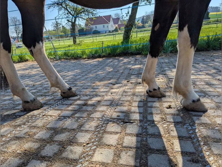 Hucul Mare 4 years 13 hh Pinto in Kamenz