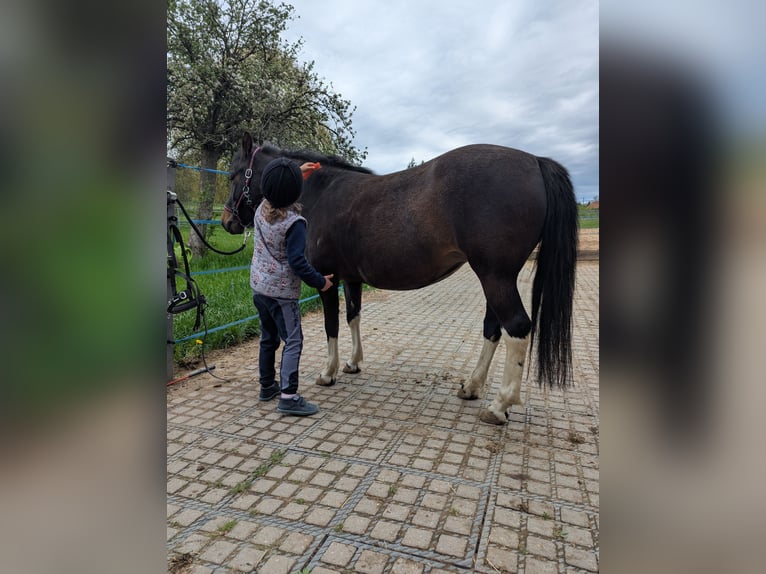 Hucul Mare 4 years 13 hh Pinto in Kamenz