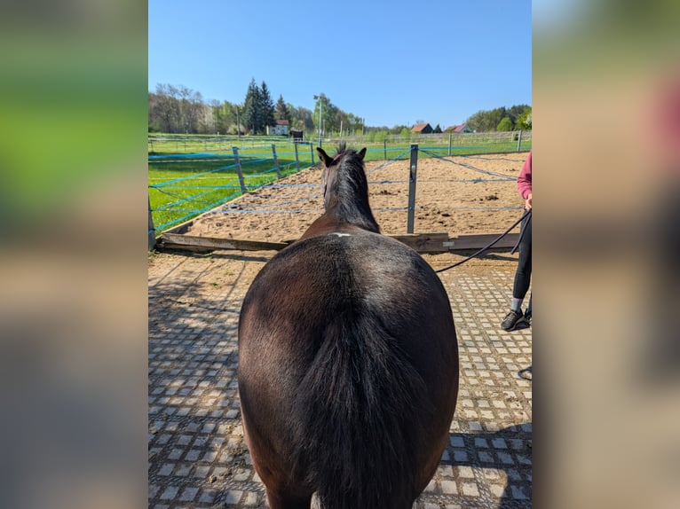 Hucul Mare 4 years 13 hh Pinto in Kamenz