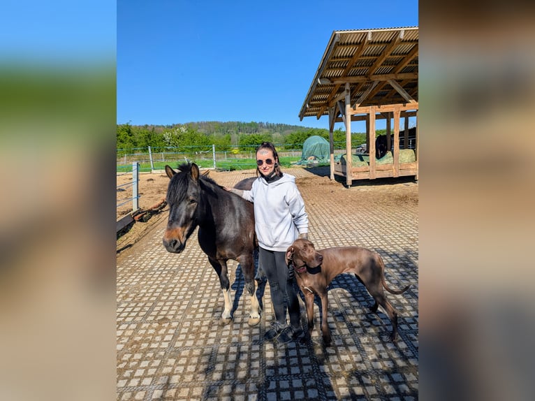 Hucul Mare 4 years 13 hh Pinto in Kamenz