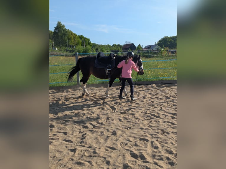 Hucul Mare 4 years 13 hh Pinto in Kamenz