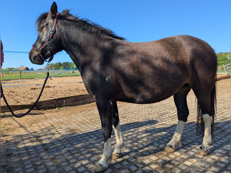 Hucul Mare 4 years 13 hh Pinto in Kamenz