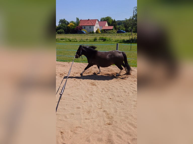 Hucul Mare 4 years 13 hh Pinto in Kamenz