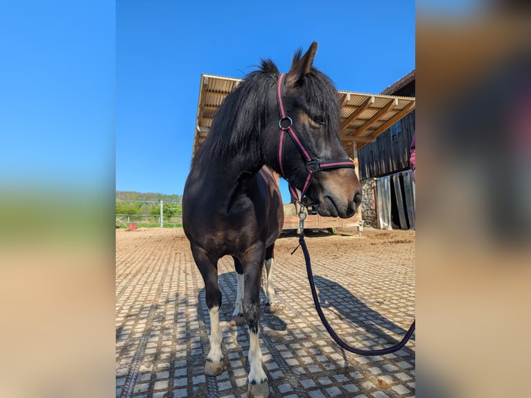 Hucul Mare 4 years 13 hh Pinto in Kamenz