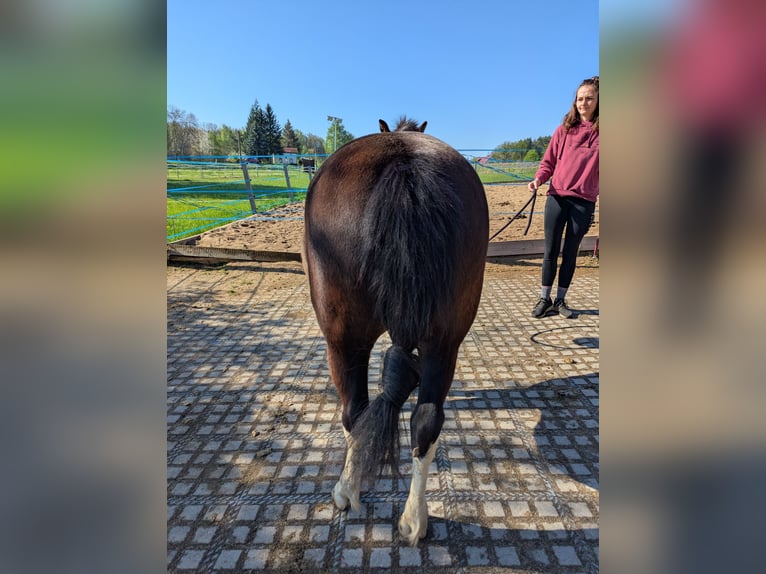 Hucul Mare 4 years 13 hh Pinto in Kamenz