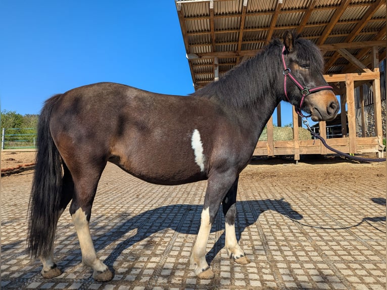 Hucul Mare 4 years 13 hh Pinto in Kamenz