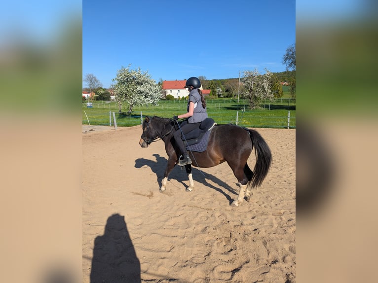 Hucul Mare 4 years 13 hh Pinto in Kamenz