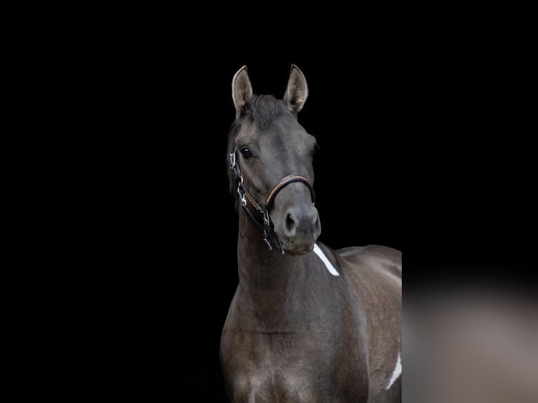 Hucul Mare 4 years 13,2 hh in Gelchsheim