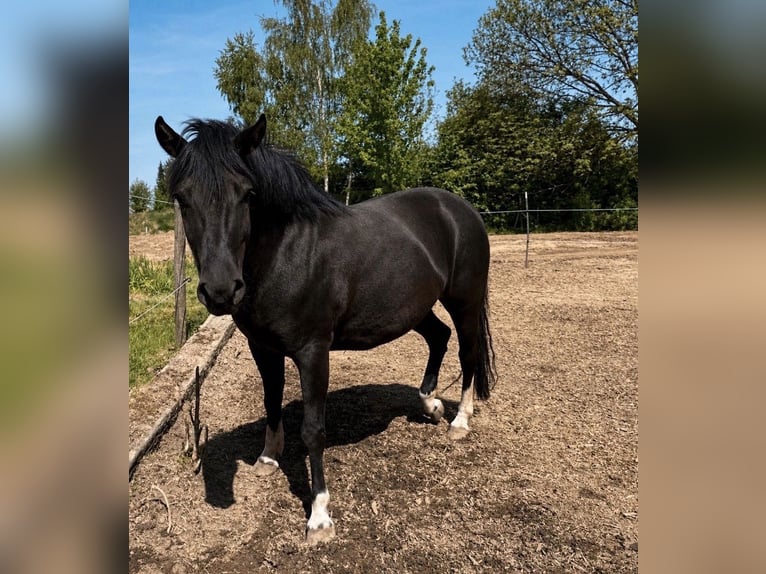 Hucul Mare 4 years 14.2 hh Smoky-Black in Memmingen