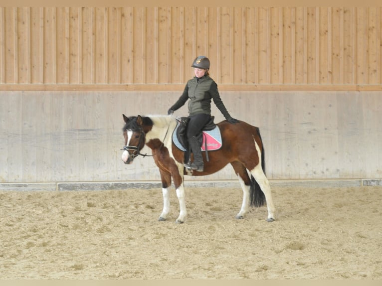 Hucul Mare 4 years 14 hh Pinto in Wellheim