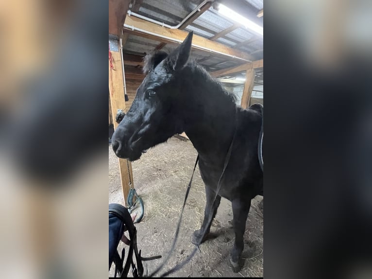 Hucul Mare 5 years 13.1 hh Black in Rypin