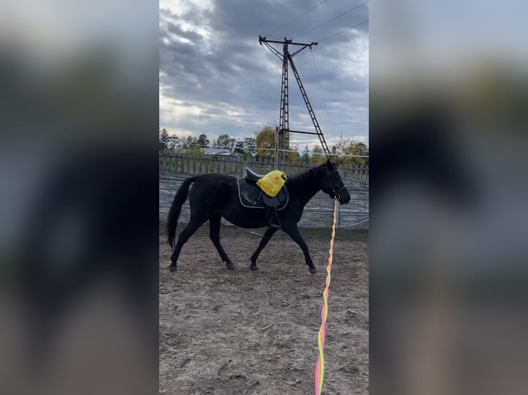 Hucul Mare 5 years 13.1 hh Black in Rypin