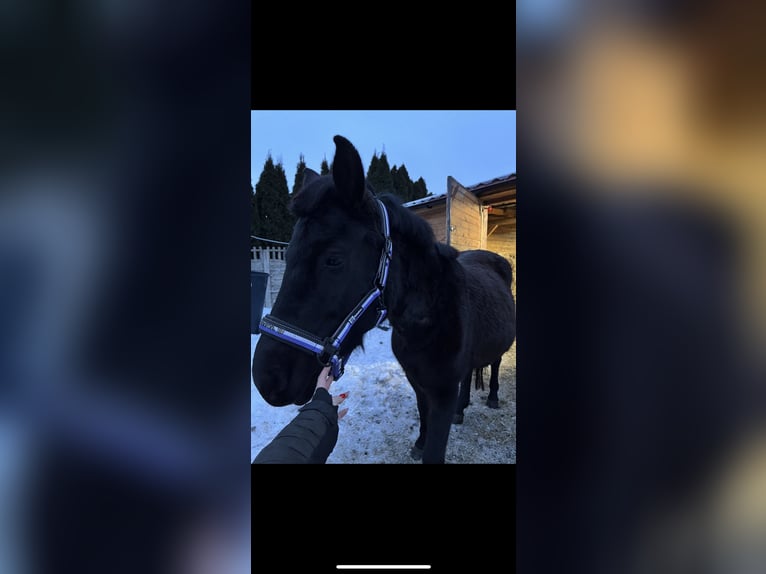 Hucul Mare 5 years 13.1 hh Black in Rypin
