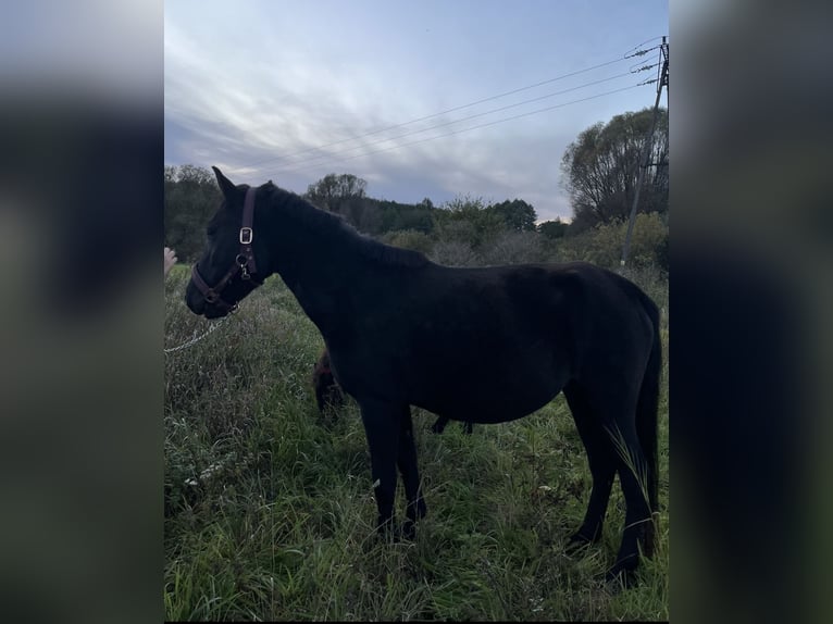 Hucul Mare 5 years 13.1 hh Black in Rypin