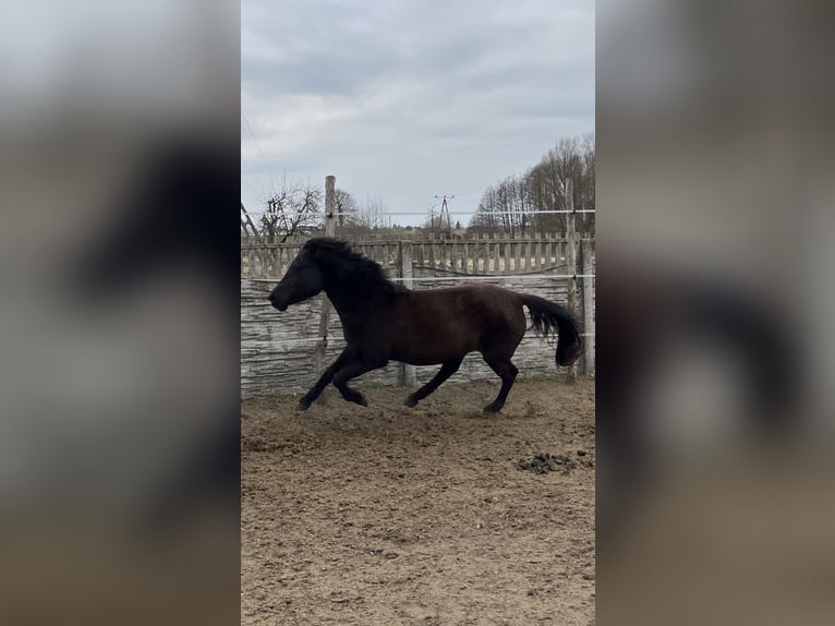 Hucul Mare 5 years 13,1 hh Black in Rypin