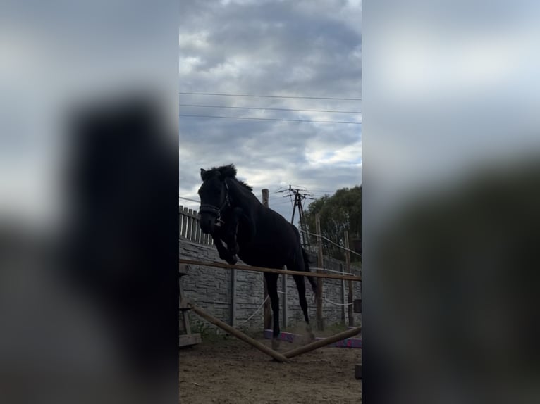 Hucul Mare 5 years 13,1 hh Black in Rypin