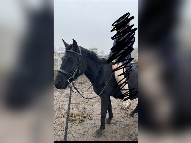 Hucul Mare 5 years 13,1 hh Black in Rypin