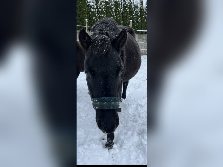 Hucul Mare 5 years 13,1 hh Black in Rypin