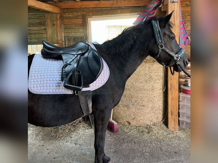 Hucul Mare 5 years 13,1 hh Black in Rypin