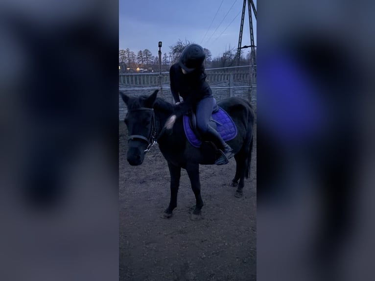 Hucul Mare 5 years 13,1 hh Black in Rypin