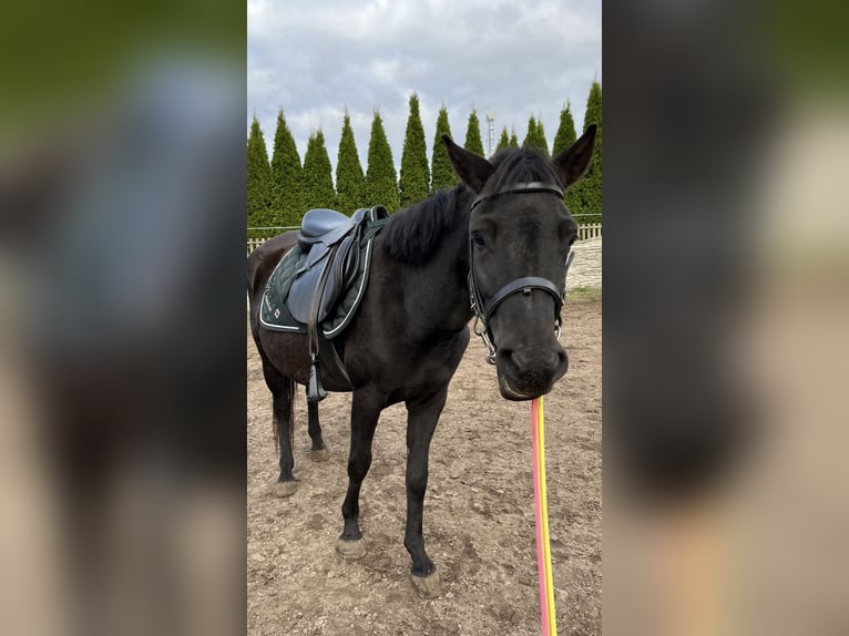 Hucul Mare 5 years 13,1 hh Black in Rypin