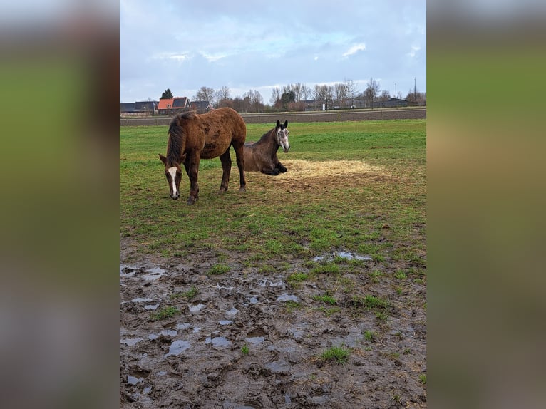 Hucul Mix Mare 5 years 14.1 hh Grey in Ovezande