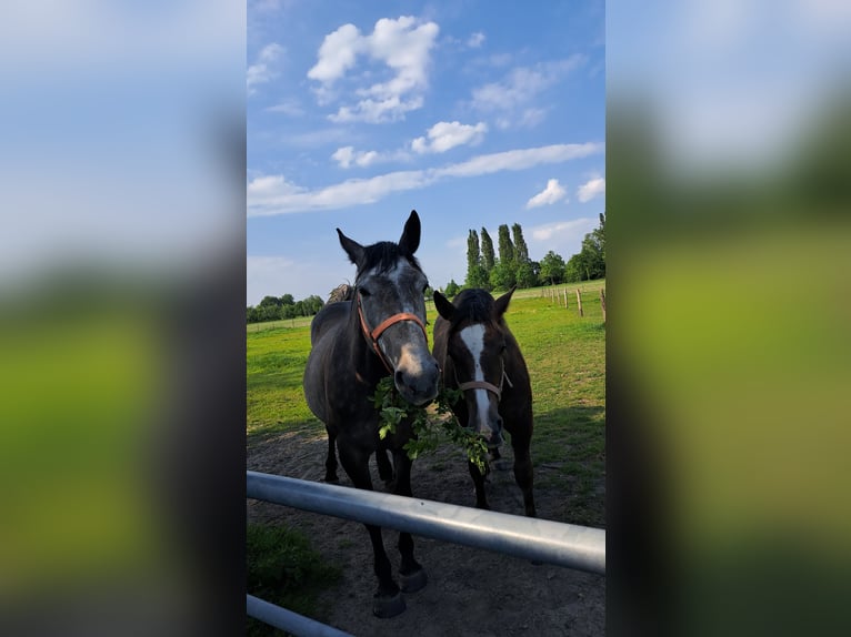 Hucul Mix Mare 5 years 14.1 hh Grey in Ovezande