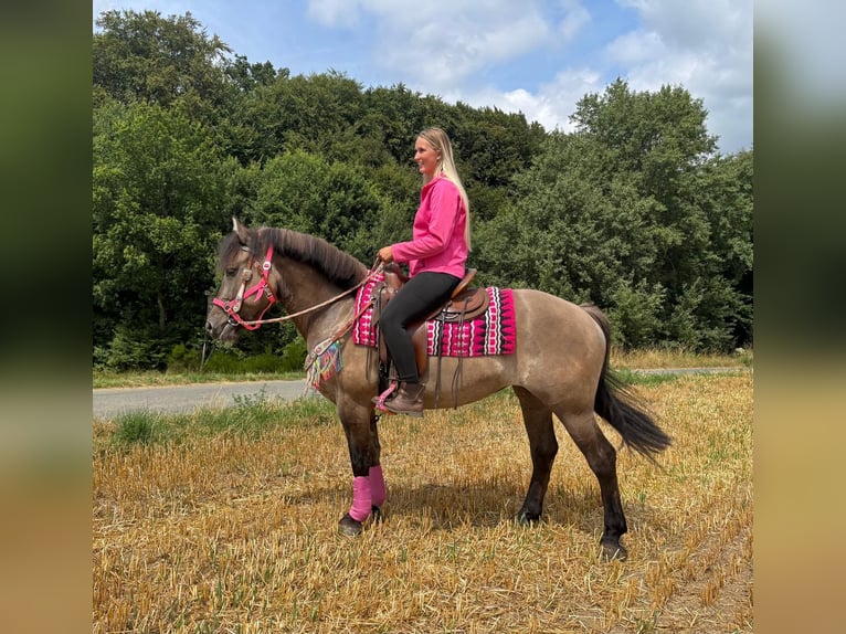 Hucul Mix Mare 5 years 14.2 hh Grullo in Linkenbach