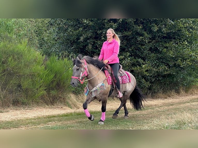 Hucul Mix Mare 5 years 14.2 hh Grullo in Linkenbach