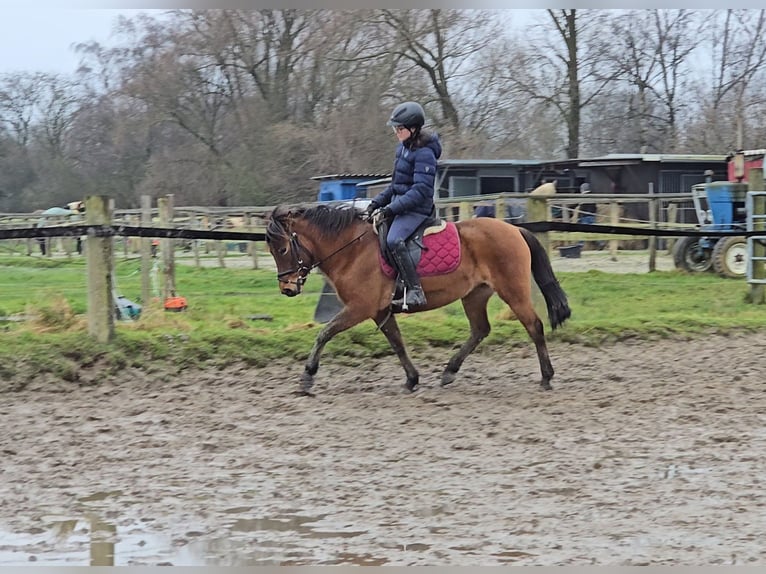 Hucul Mare 5 years 14 hh Brown in Mülheim an der Ruhr