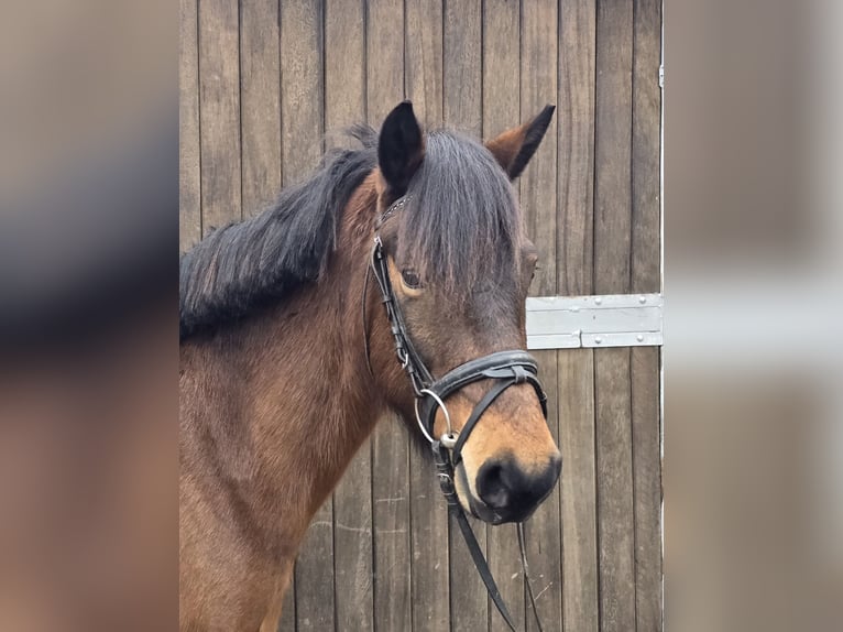 Hucul Mare 5 years 14 hh Brown in Mülheim an der Ruhr