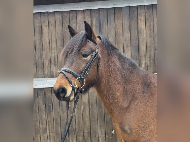 Hucul Mare 5 years 14 hh Brown in Mülheim an der Ruhr