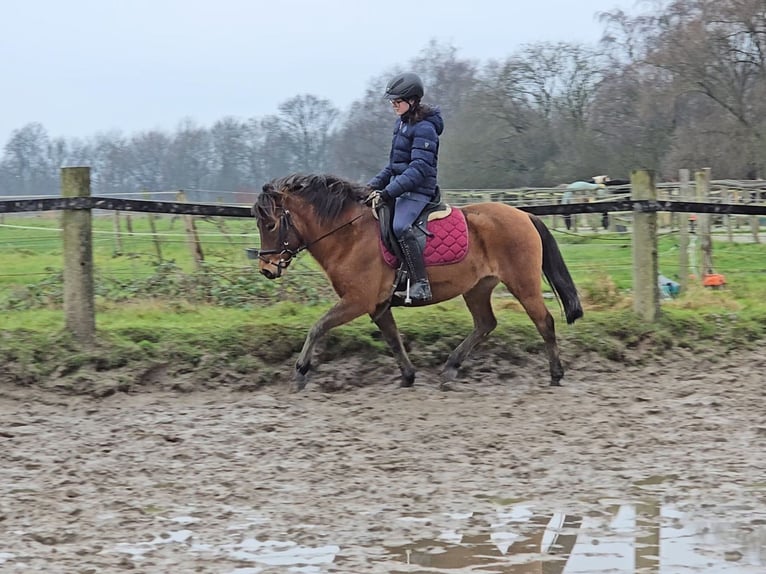 Hucul Mare 5 years 14 hh Brown in Mülheim an der Ruhr