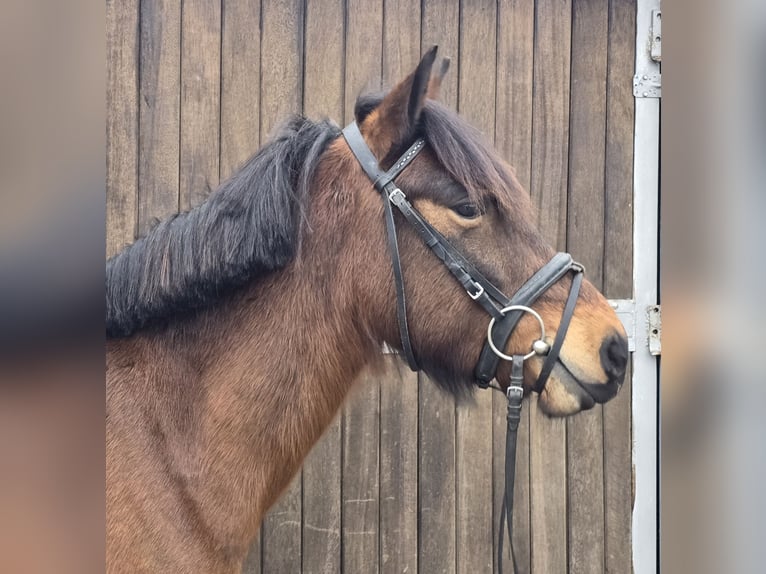 Hucul Mare 5 years 14 hh Brown in Mülheim an der Ruhr