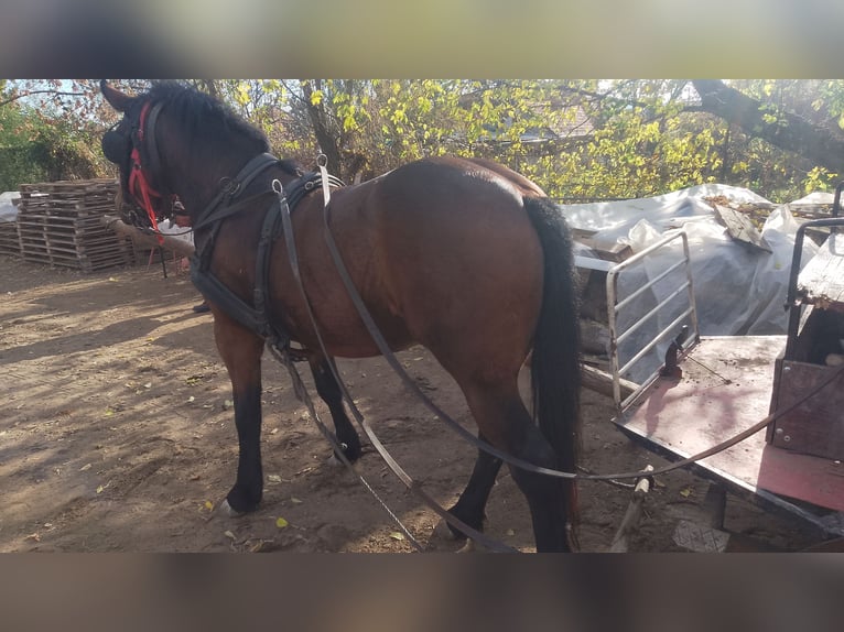 Hucul Mix Mare 5 years 14,1 hh in Komarno