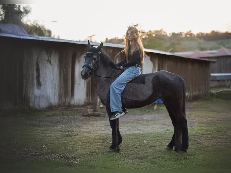 Hucul Mix Mare 6 years 13,1 hh Gray in Ziegelheim