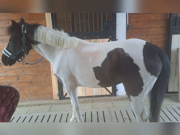 Hucul Mare 6 years 13,1 hh Pinto in Forst