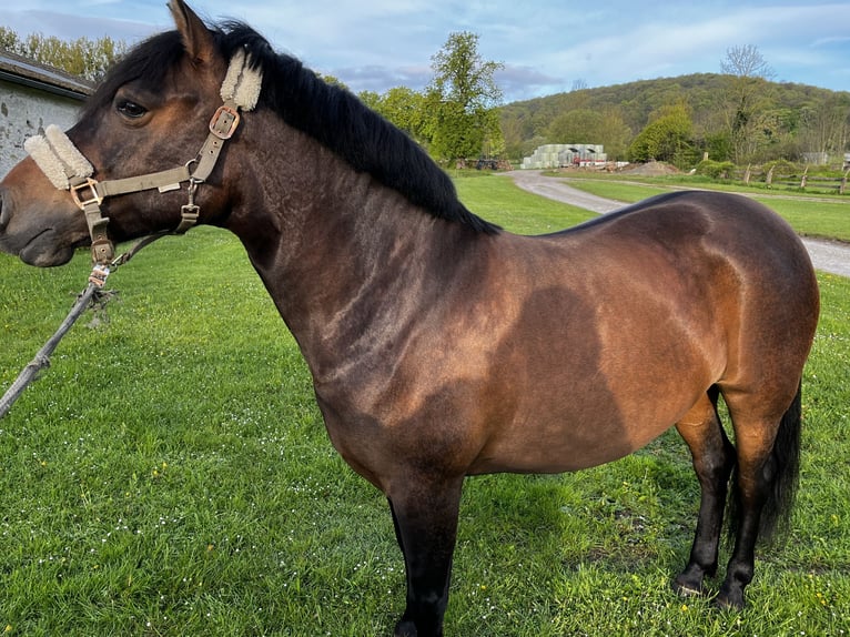 Hucul Mare 6 years 14,1 hh Brown in Dassel